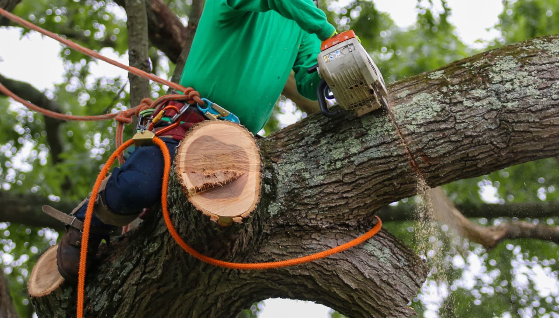 Shed your worries away with best tree removal in Princeton