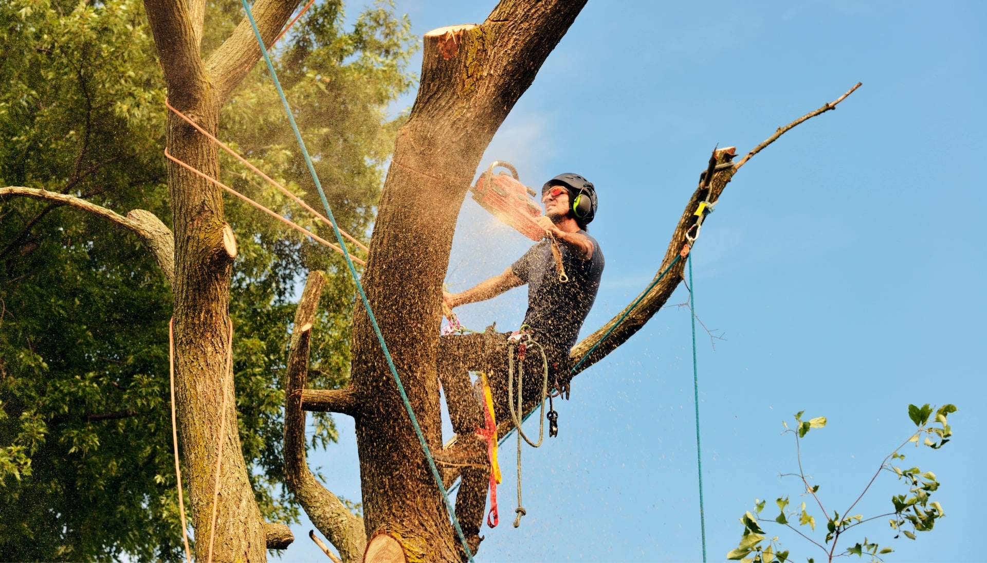 Get rid of tree problems with the expert tree removal contractors in Princeton
