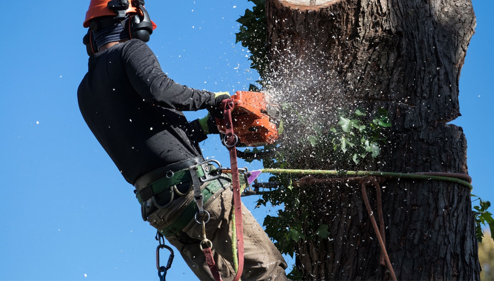 Professional Tree removal solutions in Princeton
