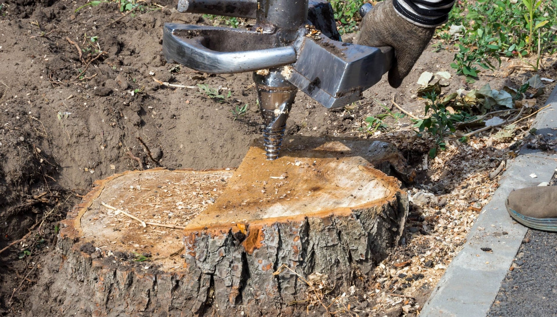 Princeton Tree stump removal